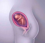 27 Haftalık Gebelikte Annede ve Bebekte Yaşanan Değişimler