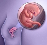 7 Haftalık Gebelikte Annede ve Bebekte Yaşanan Değişimler